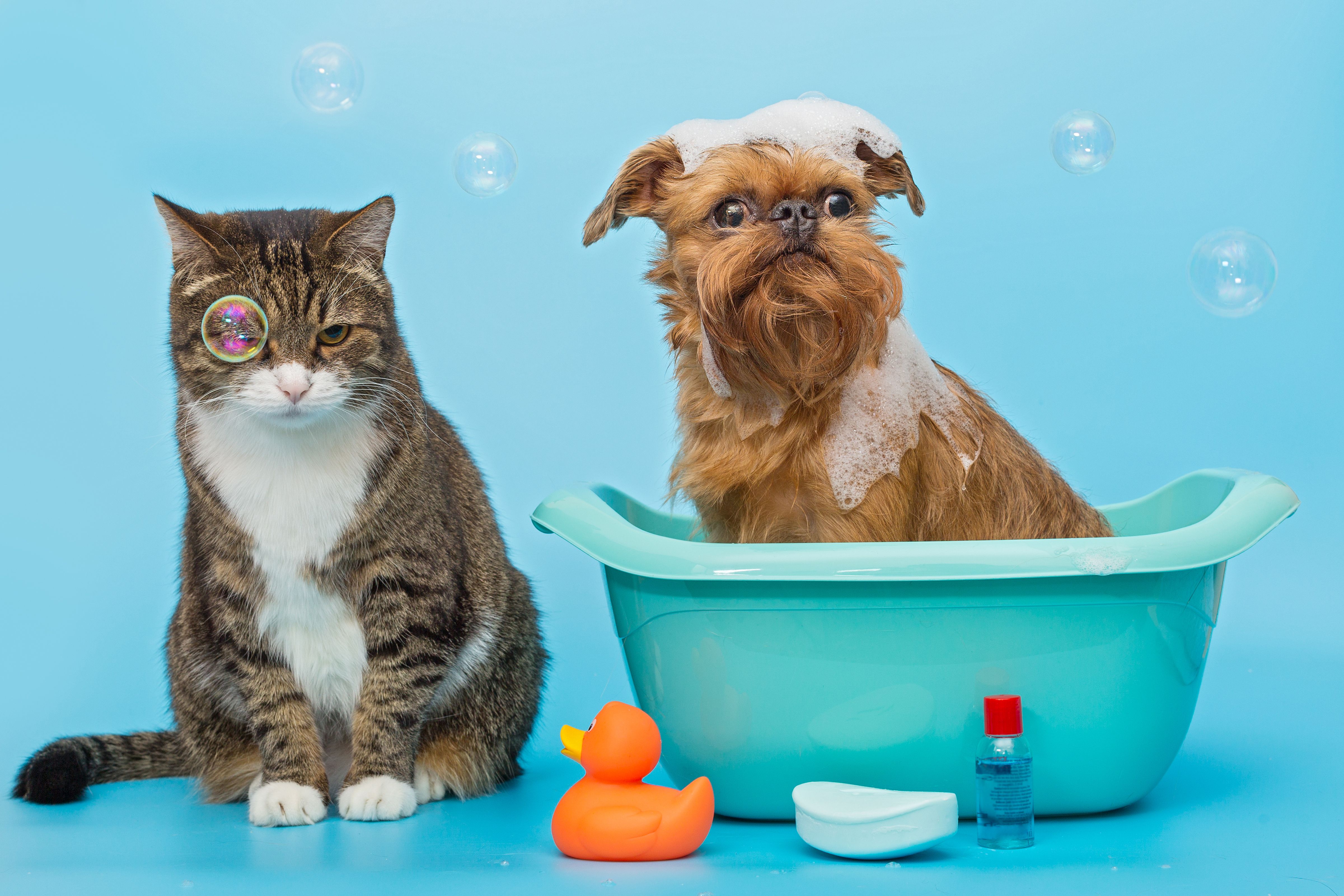 Otho Pet Boutique - Campinas