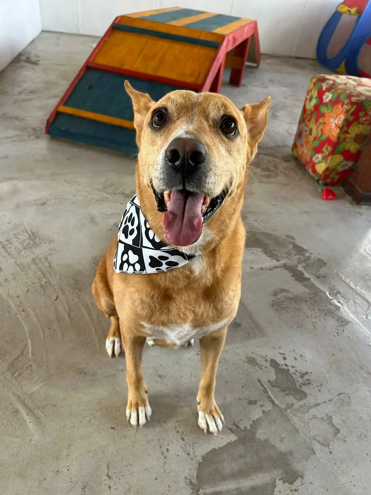Cãozinho feliz na Otho Pet Boutique